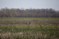 Pair of Gadwall Ducks Royalty Free Stock Photo