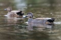 Pair of Gadwall in habitat, their Latin name are Mareca strepera Royalty Free Stock Photo