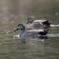 Pair of Gadwall in habitat, their Latin name are Mareca strepera Royalty Free Stock Photo