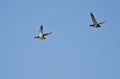 Pair of Gadwalls Flying in a Blue Sky Royalty Free Stock Photo