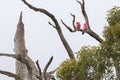 A pair of Galah birds ( Rose breasted cockatoo ) perching on dried branch, Australia