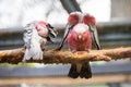 A pair of galahs sitting on a tree Royalty Free Stock Photo