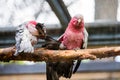 A pair of galahs sitting on a tree Royalty Free Stock Photo