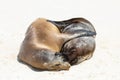 Pair of Galapagos sea lions cuddling on sandy beach