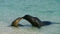 A pair of Galapagos sea lions greet each other Royalty Free Stock Photo