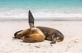 Pair of Galapagos sea lions lying on beach with sea in background Royalty Free Stock Photo