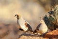 Pair of Gambel's Quail