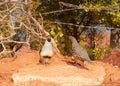 A pair of gambel`s quail pass each other