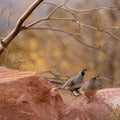 A pair of Gambel`s quail are on a red sandstone boulder with bare branches above and yellow foliage in the background