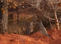 A pair of Gambel`s quail walk under the wires of a barbed wire fence in the light of an autumn morning Royalty Free Stock Photo