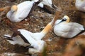 Pair of gannets with open beaks, Muriwai beach, New Zealand