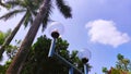 A pair of garden lights next to a palm tree soaring in the blue sky Royalty Free Stock Photo