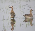 Pair of garganey duck, bird