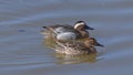 Pair of garganey duck on the lake