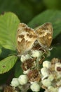 Pair of Gatekeeper butterflies, Pyronia tithonus, on bramble flowers