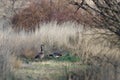 Pair of Geese Finding a Peaceful Moment in the Tall Marsh Grass