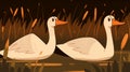 Two white swans with orange beaks face each other against a backdrop of dark reeds and a shadowy pond at dusk, creating a tranquil