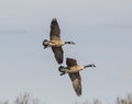 Pair of geese flying together on a sunny day. Royalty Free Stock Photo