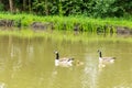 A pair of geese with goslings swim across the lake