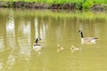 A pair of geese with goslings swim across the lake Royalty Free Stock Photo