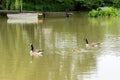 A pair of geese with goslings swim across the lake Royalty Free Stock Photo