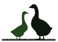 Pair of geese grazing. Male and female. Scenery silhouette. Agricultural farm bird. Object isolated on white background Royalty Free Stock Photo