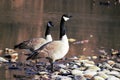 A pair of geese standing on the bank of the Boise river