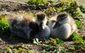 The pair of geese are warmth on land.