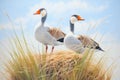 pair of geese watching over a nest in tall grass