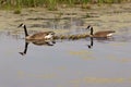 A Pair of Geese with Young Goslings Royalty Free Stock Photo