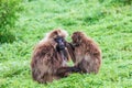 A pair of Gelada baboons grooming each other