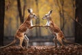 a pair of gender-different kangaroos boxing playfully