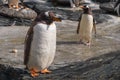 Pair of Gentoo Penguin birds natively inhabiting south chemosphere in an zoological garden Royalty Free Stock Photo