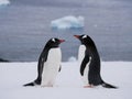 Pair of Gentoo penguins in Antarctica Royalty Free Stock Photo