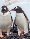 Pair of gentoo penguins in Antarctica where they mate for life Royalty Free Stock Photo