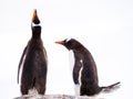 Pair of Gentoo penguins, Pygoscelis papua, one calling and one bowing, Mikkelsen Harbour, Trinity Island, Antarctic Peninsula, Ant Royalty Free Stock Photo