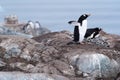 Gentoo penguin couple settles into the neighbourhood Royalty Free Stock Photo
