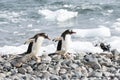 Pair of Gentoo penguins walking to sea at Antarctic Peninsula