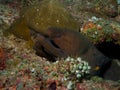 Pair of Giant Moray Eels