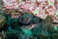 Pair of Giant Moray Eels on a coral reef at Black Rock in the Mergui Archipelago