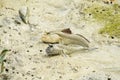 A Pair of Giant Mud Skippers Royalty Free Stock Photo