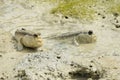 A Pair of Giant Mud Skippers Royalty Free Stock Photo