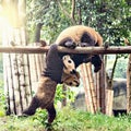 Pair of Giant Panda.