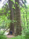 Tiny looking female person embracing giant Pine Tree, Findhorn River, Scotland, UK