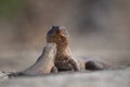 A pair of giant plated lizards facing each other. Royalty Free Stock Photo