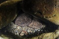 Pair of Giant Salamanders Sleeping Together Royalty Free Stock Photo