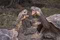 Giant Galapagos tortoises Jawing with Each Other