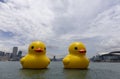 A pair of giant yellow rubber ducks are seen at Victoria Harbour in Hong Kong.Attract citizens to shoot yellow ducks at the scene