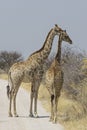 Pair of Giraffe on Gravel Roa, Etosha National Park, Namibia Royalty Free Stock Photo