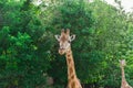 Pair of giraffe portrait seeing necks and heads on green leaves background Royalty Free Stock Photo